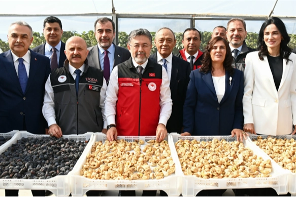 Yumaklı Açıkladı: 2026’da 94 Bin Ton Kuru İncir Rekoltesi Bekleniyor
