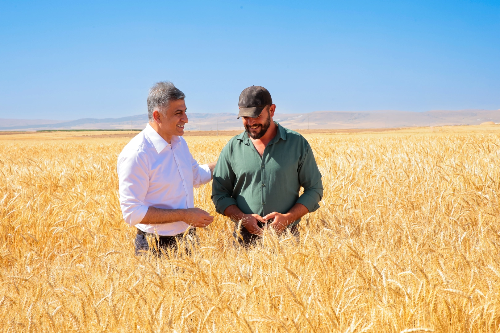 ETİ, Kuraklığa Dayanıklı Kanatlı Buğdayı'nın İlk Tohumluk Hasadını Gerçekleştirdi